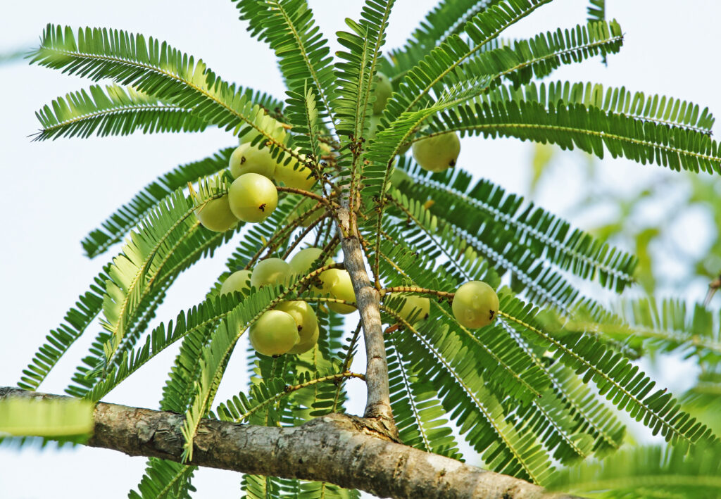 Emblica officinalis-amalaki-Dhathryasavam