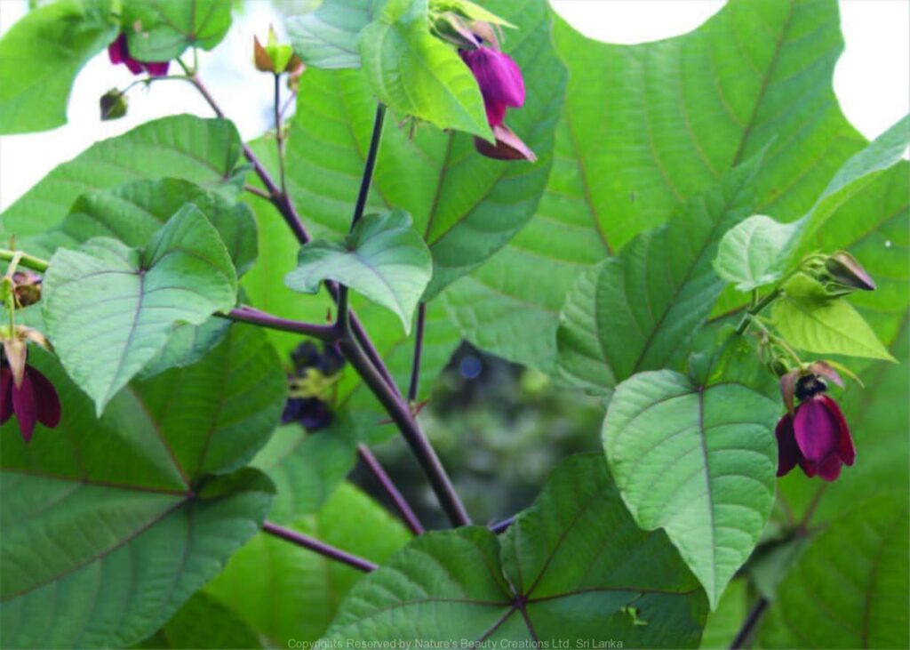 Medicinal properties of Pishacha Karpaasa - Abroma augusta Linn