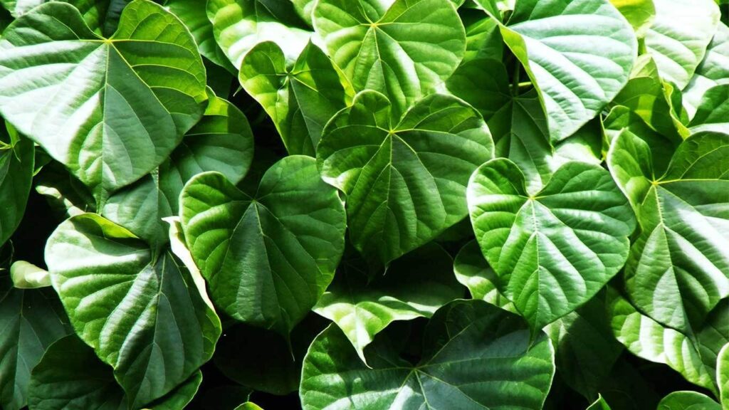 indian tinospora-ayurvedic-benefits